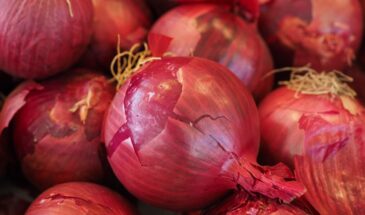 Лук в феврале: 5 ошибок, которые убьют урожай до посадки — как подготовить грядку и выбрать севок, чтобы собрать рекорд в августе