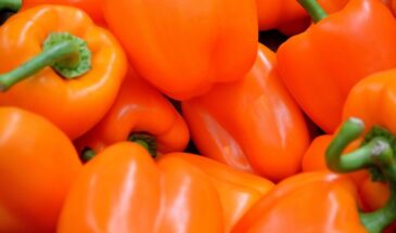 Перец на рассаду в феврале 2026: когда сеять, чтобы не вытянулась рассада и созрели толстостенные плоды