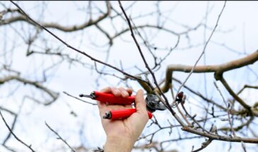Обрезала в феврале — летом не узнала сад: приём «тройного среза» даёт больше ягод и плодов без химии