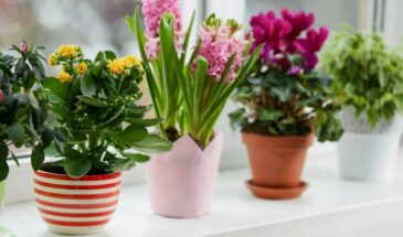 Растения в горшках чахли — добавила простой кухонный настой и удивилась результату: через 5 дней новые листья