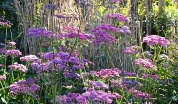 Бедренец «Розеа»: неприхотливый многолетник с розовыми зонтиками для ленивого сада