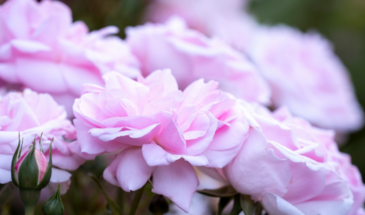 Как вырастить розы без хлопот: 5 правил, которые спасут кусты даже в суровую зиму