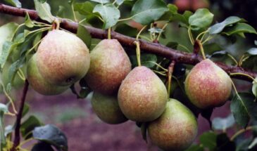 Груша Мраморная: проверенный сорт для вашего сада с десертным вкусом и крепким характером