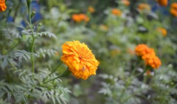 Этот цветок отпугнёт всех вредителей: посадите один куст — и огород будет под надёжной охраной