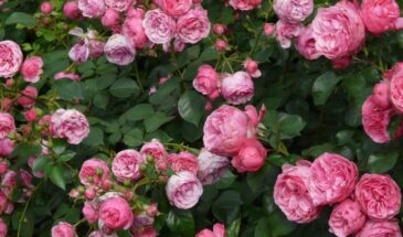 Картофельные очистки в золото: как превратить мусор в удобрение, от которого розы зацветут дважды