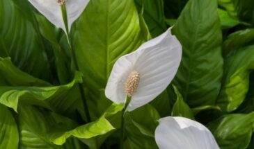 «Женское счастье» расцветёт на зависть соседям: как заставить спатифиллум цвести круглый год