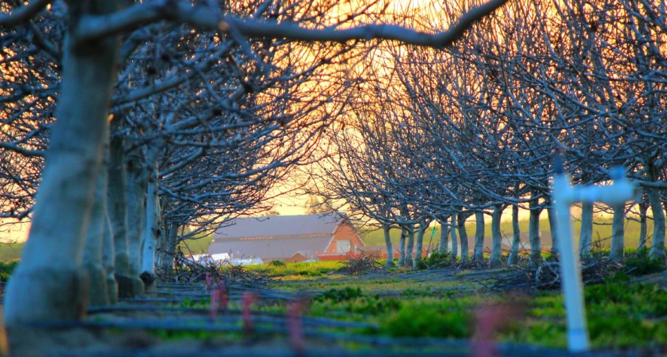 Яблоки как на прилавке: 5 дней в году, когда нужно опрыскать деревья, чтобы урожай не пошёл в отходы