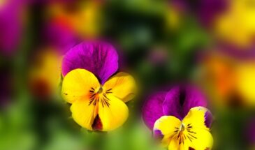 Анютины глазки зацветут в мае, если посеять их сегодня: 4 шага к цветущей клумбе без хлопот