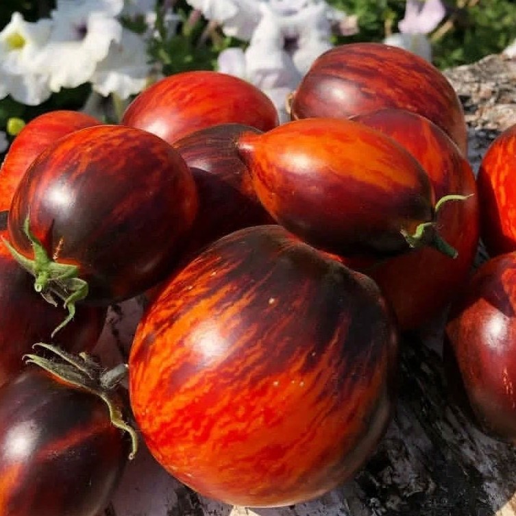 «Восставший бифштекс» и «Гаргамель» остались в теплице — остальные сорта отправились за борт