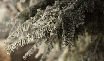 12 февраля нельзя охотиться: древний запрет, который до сих пор соблюдают старожилы