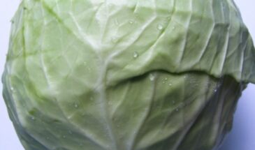 Скромный овощ с силой Востока: как белый кочан лечит желудок и заменяет пробиотики