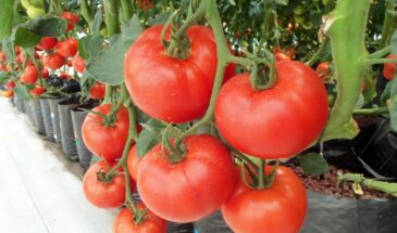 Через неделю после высадки томатов — 20 грамм в лейку: как получить по ведру помидоров с каждого куста