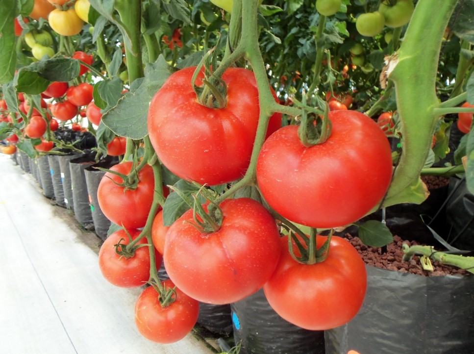 Через неделю после высадки томатов — 20 грамм в лейку: как получить по ведру помидоров с каждого куста