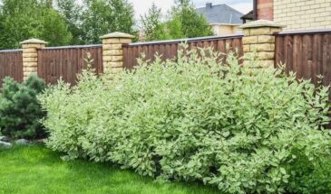 Забор из дерена растёт сам: морозы ему не страшны, а соседи завидуют уже на второй год