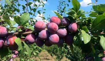 Бабушкин секрет для сливы: глина, известь и старые гвозди в земле — урожай в два раза больше без химии