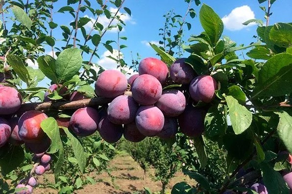 Бабушкин секрет для сливы: глина, известь и старые гвозди в земле — урожай в два раза больше без химии