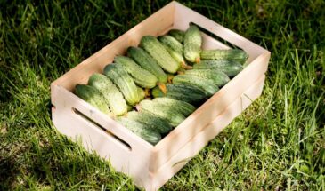 Огурцы несутся в рост и ломятся от плодов: эту подкормку в 2026 году пропустить нельзя ни одному огороднику