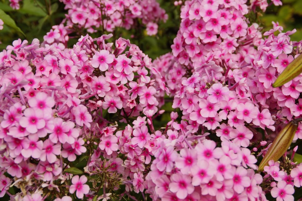 Флоксы зацветут дважды, если сделать это в марте: секрет, который знали ещё прабабушки