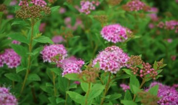 Спирея «Литл принцесс» за 30 секунд покорит ваш сад: мини-кустарник, который цветёт 4 месяца без перерыва и живёт дольше вашего автомобиля