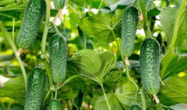 «Арктика» не подведёт до заморозков: 3 сорта огурцов 2026, которые одинаково хороши и в салате, и в банке