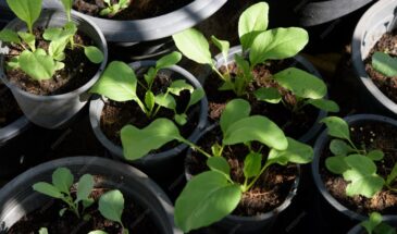 Желатин в стакане воды спасёт рассаду от гибели: секретный метод дачников, о котором молчат агрономы