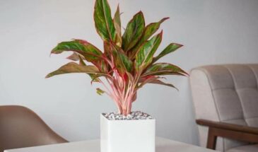 Зимняя депрессия растений: 5 причин, почему ваши цветы «впадают в спячку» в феврале и как их вернуть к жизни за 7 дней