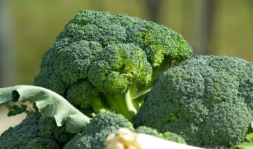 Лепешки из брокколи за 30 минут: даже дети доедят до крошки и попросят добавки — секрет в одной ложке пармезана