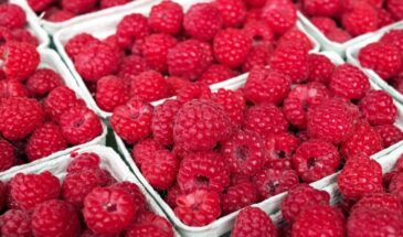 Одна хитрость с проволокой даёт ведро малины с куста: как я перестал бороться с порослью и собрал рекордный урожай за 3 сезона