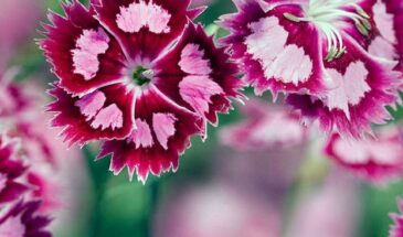 Горделивая Шабо не простит промедления: посейте в феврале, и к июлю клумба заиграет роскошными шапками махровых цветов