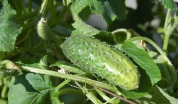 «Пушечный» урожай даже под ливнем! 1 ложка на 10 л воды — огурцы валят стеной, не зная пощады