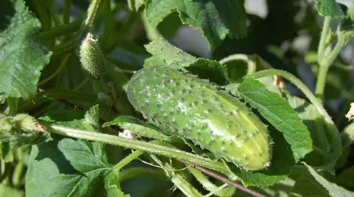 «Пушечный» урожай даже под ливнем! 1 ложка на 10 л воды — огурцы валят стеной, не зная пощады