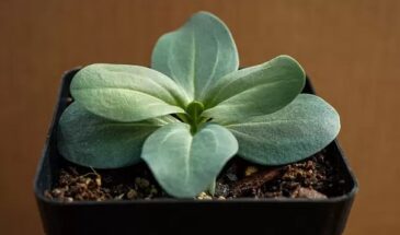 Что сеять в феврале, чтобы клумба зацвела в мае: цветы, которые опытные дачники уже посадили на рассаду