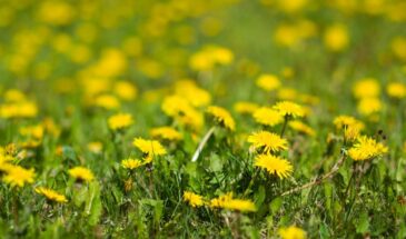 Одуванчики в ведре: как превратить сорняки в мощное удобрение за неделю без затрат