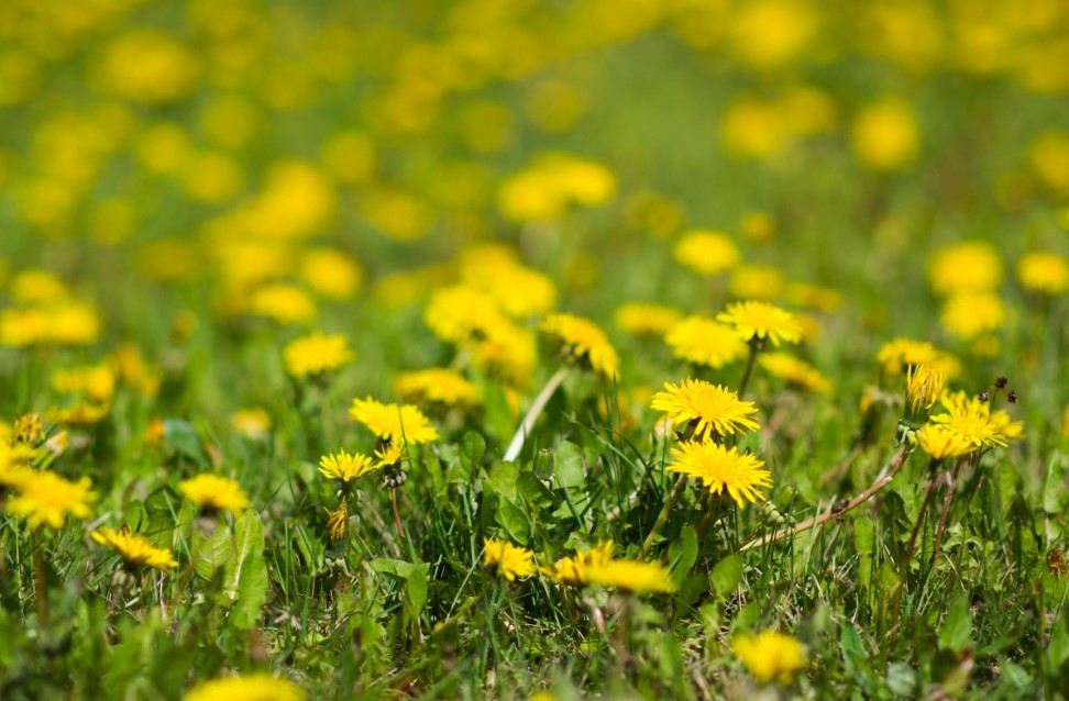 Одуванчики в ведре: как превратить сорняки в мощное удобрение за неделю без затрат