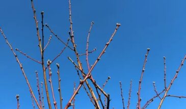 Садоводы молчат: один срез в марте даст урожай на 20 лет — как правильно обрезать крыжовник за 10 минут