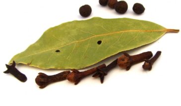 Лавровый лист в кошельке: что происходит с деньгами, не поверишь до последнего — очень странный факт