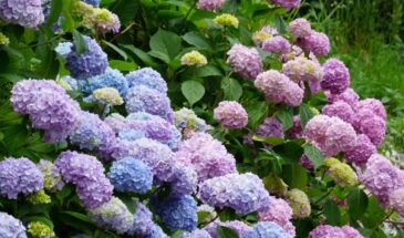 Садоводы в восторге: эта «мусорная» штука из-под ананаса заставит гортензии цвести так, что соседи будут завидовать
