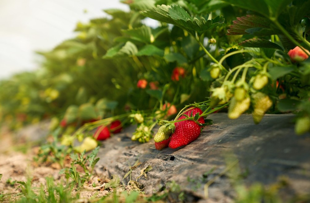 Секретные соседи клубники: посадите это рядом — и вредители исчезнут сами, а ягоды станут слаще