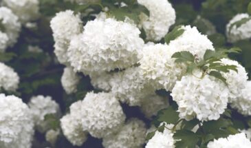 3 золотых правила для пышной гортензии: как превратить скромный куст в шар цветов