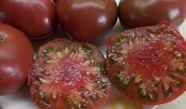 Прощай, «Бычье сердце»: три томата, которые затмят его вкусом и размером — до полкило в одном плоде