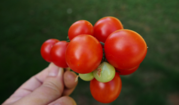 7 томатов черри с урожаем до заморозков: сорта, которые не подведут даже в дождливое лето
