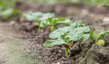 Что посадить после фасоли: этот секрет удвоит ваш урожай – должен знать каждый дачник