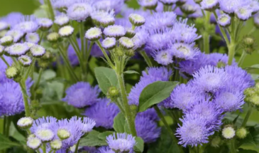 Агератум: посадите это пушистое облачко на даче — и клумба будет цвести до самых морозов без хлопот