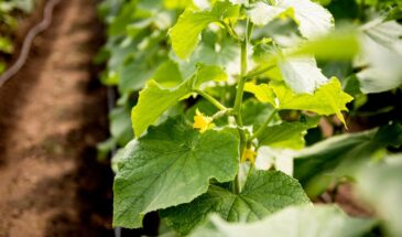 Бросаем 1 горсть семян огурцов в грядку: Сочные зеленцы едим всё лето — 3 обалденных сорта