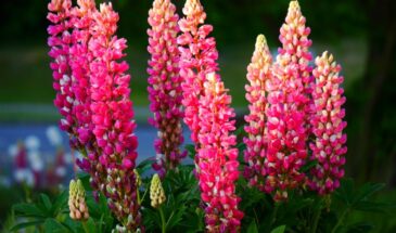 Соседи будут молить о семенах: этот чудо-цветок превратит ваш участок в райский уголок — всего несколько правил, и львиный зев зацветёт так, что глаз не отвести