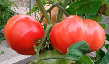 Томаты будут сладкими и мясистыми — все решается уже в феврале: не упустите время для идеальной рассады, и соседи будут просить у вас семена