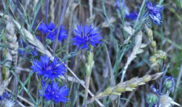 Голубой шёлк на грядке: как вырастить васильки, которые зацветут раньше и пышнее — всего несколько секретов, и ваш сад превратится в цветущее море