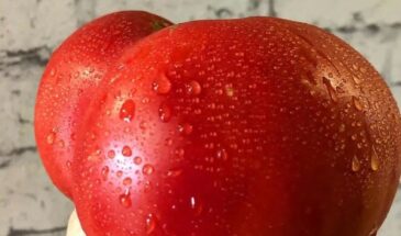 Не томат, а пищевой конвейер: Примадонна, Ладошки и Выбор Билла Фасоли — один куст кормит всю семью до самых заморозков