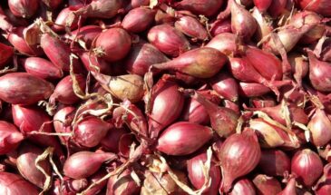 Проросший лук: выбрасывать или есть? Одна деталь меняет всё