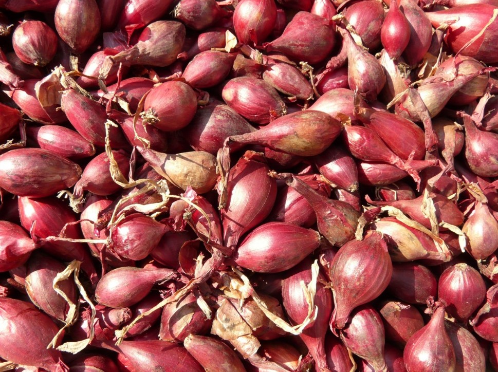 Проросший лук: выбрасывать или есть? Одна деталь меняет всё